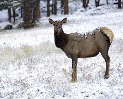 Elk, Cow, snowing-101009-Moraine Park, RMNP, CO-#0042.jpg