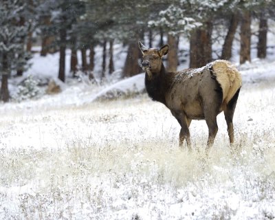 Elk, Cow, snowing-101009-Moraine Park, RMNP, CO-#0051.jpg