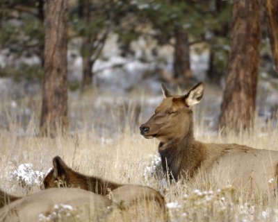 Elk, Cow-101009-Elk Trail Ct, Estes Park, CO-#0749.jpg