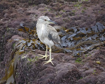 Heron, Black Crowned Night, juvenile-061510-La Jolla, CA-#0156.jpg