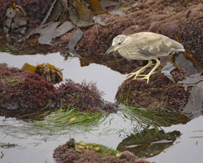 Heron, Black Crowned Night, juvenile-061510-La Jolla, CA-#0190.jpg