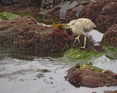 Heron, Black Crowned Night, juvenile-061510-La Jolla, CA-#0255.jpg