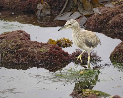 Heron, Black Crowned Night, juvenile-061510-La Jolla, CA-#0305.jpg