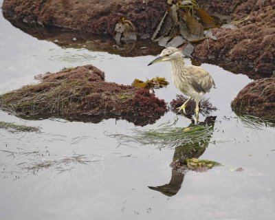 Heron, Black Crowned Night, juvenile-061510-La Jolla, CA-#0311.jpg