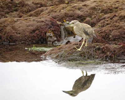 Heron, Black Crowned Night, juvenile-061510-La Jolla, CA-#0331.jpg