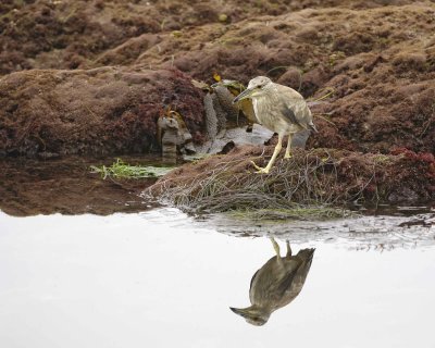 Heron, Black Crowned Night, juvenile-061510-La Jolla, CA-#0349.jpg