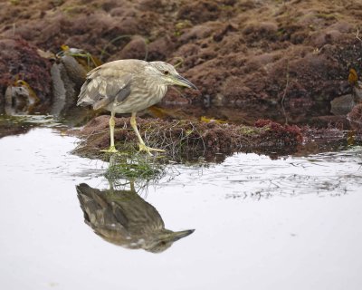 Gallery of Black-Crowned Night-Heron
