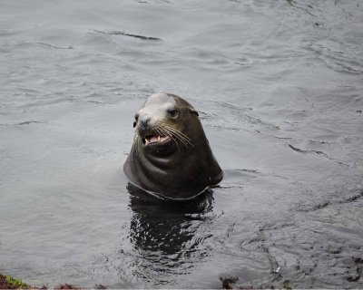 Sea Lion, California, barking-061510-La Jolla, CA-#0531.jpg