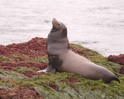 Sea Lion, California-061510-La Jolla, CA-#0029.jpg