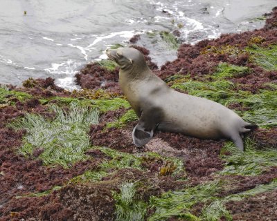 Sea Lion, California-061610-La Jolla, CA-#0095.jpg