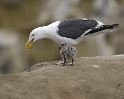 Gull, Western, Adult & Chick-061510-La Jolla, CA-#0665.jpg