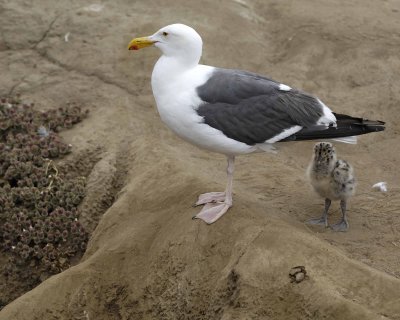 Gull, Western, Adult & Chick-061510-La Jolla, CA-#0696.jpg