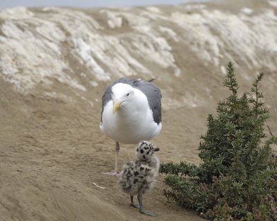 Gull, Western, Adult & Chick-061510-La Jolla, CA-#0740.jpg