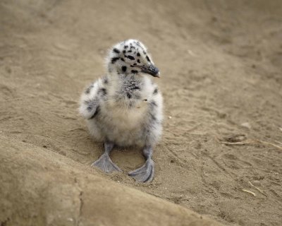 Gull, Western, Chick-061510-La Jolla, CA-#0707.jpg