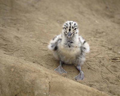 Gull, Western, Chick-061510-La Jolla, CA-#0715.jpg