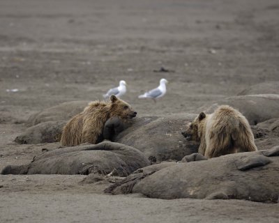 Bear, Brown, 2 on Walrus Carcasses-071710-Maggy Beach, Togiak NWR, AK-#0260.jpg