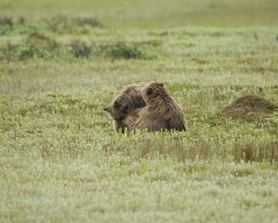 Bear, Brown, 2 wrestling-071810-Cabin Pond, Togiak NWR, AK-#0181.jpg