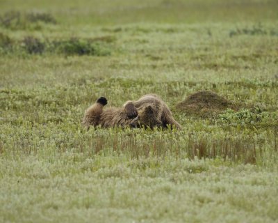 Bear, Brown, 2 wrestling-071810-Cabin Pond, Togiak NWR, AK-#0183.jpg