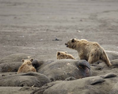 Bear, Brown, 3 on Walrus Carcasses-071710-Maggy Beach, Togiak NWR, AK-#0227.jpg