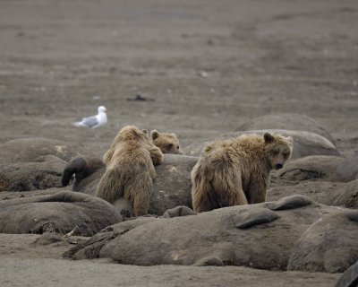 Bear, Brown, 3 on Walrus Carcasses-071710-Maggy Beach, Togiak NWR, AK-#0270.jpg
