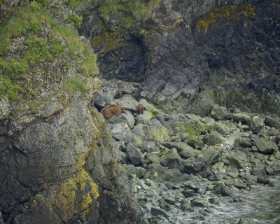Bear, Brown, Sow & 2 Cubs-071810-Firebaugh Cove, Togiak NWR, AK-#0024.jpg