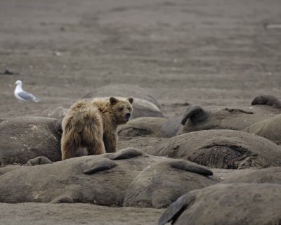 Bear, Brown, on Walrus Carcasses-071710-Maggy Beach, Togiak NWR, AK-#0264.jpg