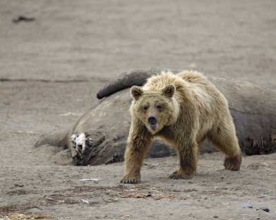 Bear, Brown, on Walrus Carcasses-071710-Maggy Beach, Togiak NWR, AK-#0302.jpg
