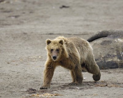 Bear, Brown, on Walrus Carcasses-071710-Maggy Beach, Togiak NWR, AK-#0344.jpg