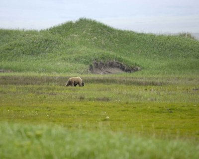 Bear, Brown-071510-Nanvak Bay Dunes, Togiak NWR, AK-#0002.jpg