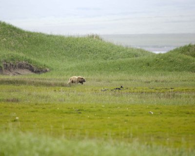 Bear, Brown-071510-Nanvak Bay Dunes, Togiak NWR, AK-#0011.jpg