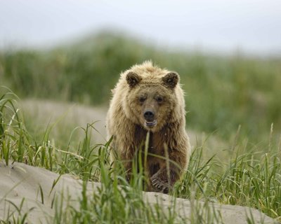 Bear, Brown-071610-Maggy Beach, Togiak NWR, AK-#0874.jpg