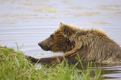 Bear, Brown-071710-Cabin Pond, Togiak NWR, AK-#0430.jpg
