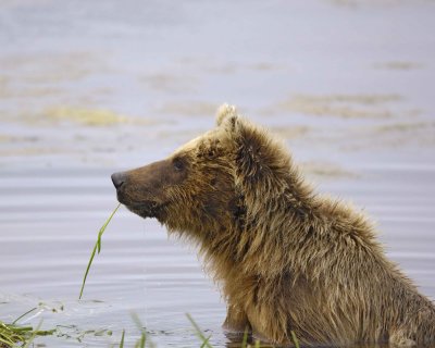 Bear, Brown-071710-Cabin Pond, Togiak NWR, AK-#0453.jpg