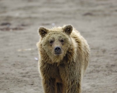 Bear, Brown-071710-Maggy Beach, Togiak NWR, AK-#0327.jpg