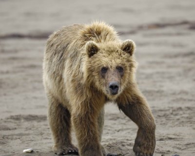 Bear, Brown-071710-Maggy Beach, Togiak NWR, AK-#0355.jpg