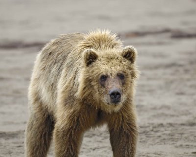 Bear, Brown-071710-Maggy Beach, Togiak NWR, AK-#0360.jpg