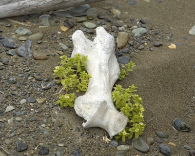 Bone, Plants, Beach-071710-North Spit, Togiak NWR, AK-#0176.jpg