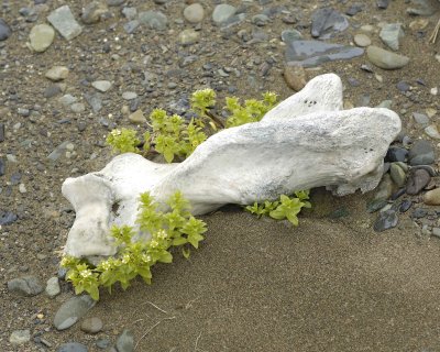 Bone, Plants, Beach-071710-North Spit, Togiak NWR, AK-#0178.jpg