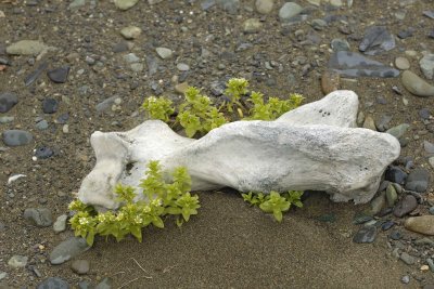 Bone, Plants, Beach-071710-North Spit, Togiak NWR, AK-#0185.jpg