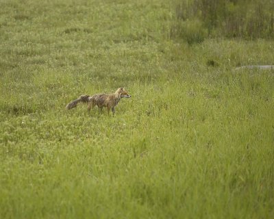 Fox, Red-071810-Cabin Pond, Togiak NWR, AK-#0090.jpg