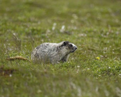 Marmot, Hoary, eating flower-071510-Cape Peirce, Togiak NWR, AK-#1195.jpg