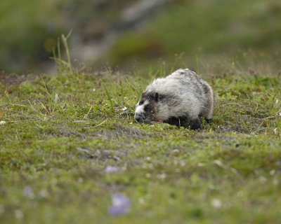 Marmot, Hoary, eating flowers-071510-Cape Peirce, Togiak NWR, AK-#1276.jpg