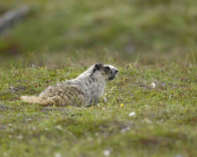 Marmot, Hoary, eating flowers-071510-Cape Peirce, Togiak NWR, AK-#1281.jpg