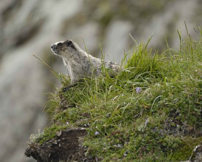 Marmot, Hoary, eating-071510-Cape Peirce, Togiak NWR, AK-#1358.jpg