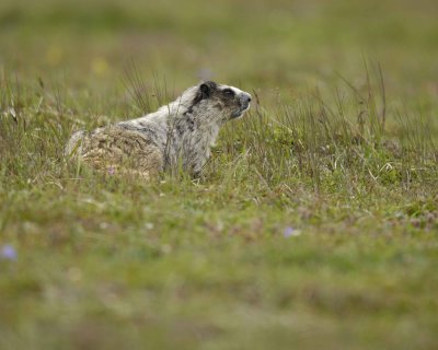 Marmot, Hoary-071510-Cape Peirce, Togiak NWR, AK-#0866.jpg