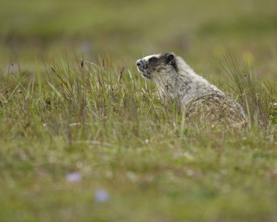 Marmot, Hoary-071510-Cape Peirce, Togiak NWR, AK-#0876.jpg