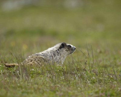 Marmot, Hoary-071510-Cape Peirce, Togiak NWR, AK-#0887.jpg