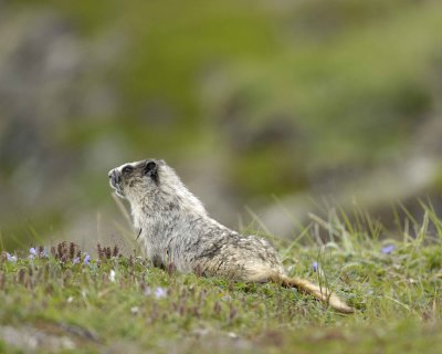 Marmot, Hoary-071510-Cape Peirce, Togiak NWR, AK-#1137.jpg