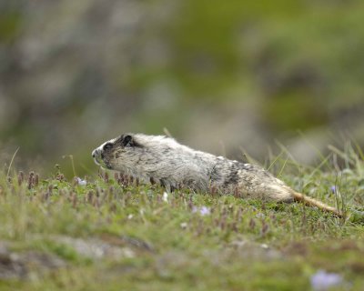 Marmot, Hoary-071510-Cape Peirce, Togiak NWR, AK-#1144.jpg