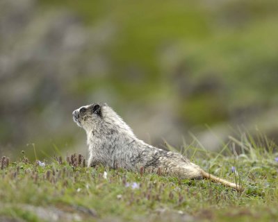Marmot, Hoary-071510-Cape Peirce, Togiak NWR, AK-#1148.jpg
